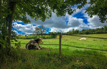 Cows on a hillside