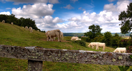 cows in a hillside meadow