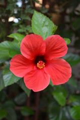 hibiscus flower red