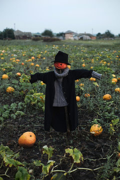 Spooky scarecrow for Halloween in field