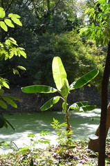 jungle bambu swamp thailand