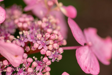 Many Pink