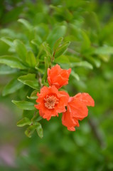 red pomegranate flower