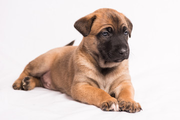 belgian malinois puppy portrait on a white background