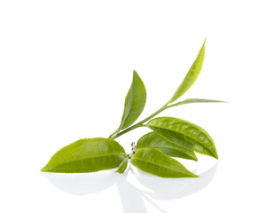 green tea leaf..