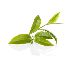 Obraz premium Green tea leaf isolated on white background