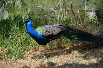 Fototapeta premium peacock bird nature