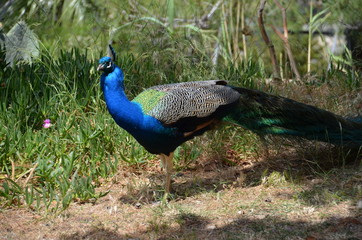 Fototapeta premium peacock bird nature