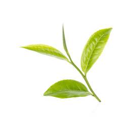 Obraz premium Green tea leaf isolated on white background