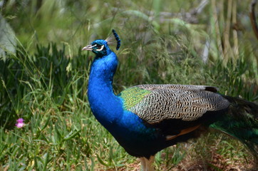 Obraz premium peacock bird nature