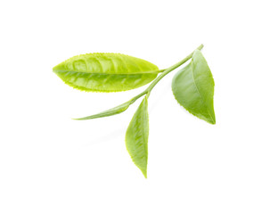 green tea leaf..
