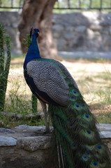 peacock bird nature