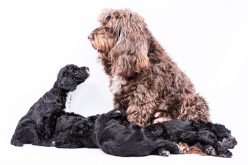 cockerpoo mother and puppies portrait on white background