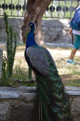 Obraz premium peacock bird nature