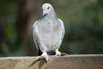 pigeon