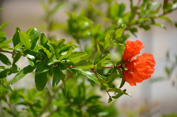 red pomegranate flower