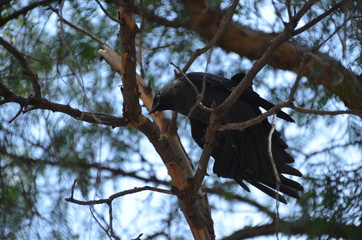black bird branch tree