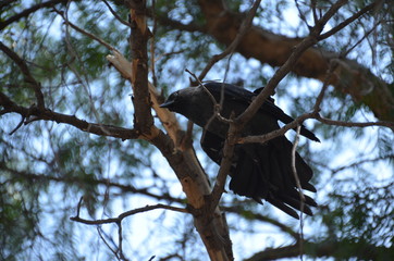 black bird branch tree