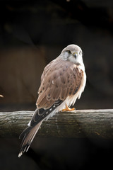 nankeen Australian kestrel