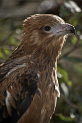 an Australian kite