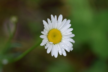 Fototapeta premium macro, daisy, water, droplet, nature, garden, flower, plants, wildlife, ecology, Virginia, Roanoke, Star City