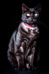cat portrait on a black background
