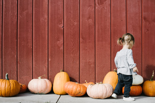 Toddler looking at row of pumpkins