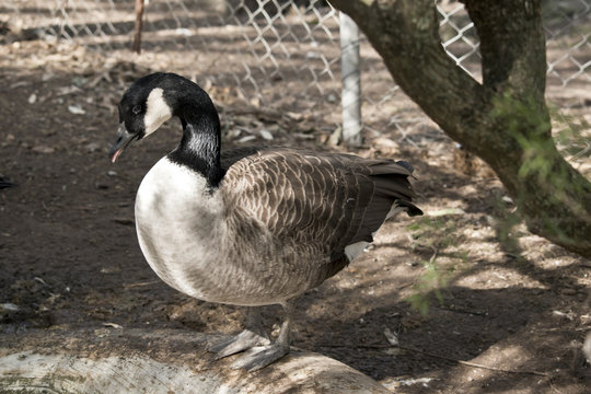 a Canadian goose