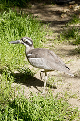 beach stone curlew