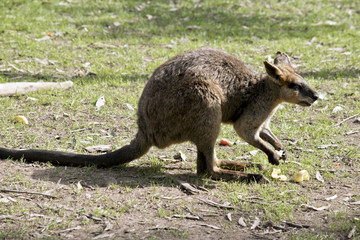 a swamp wallaby