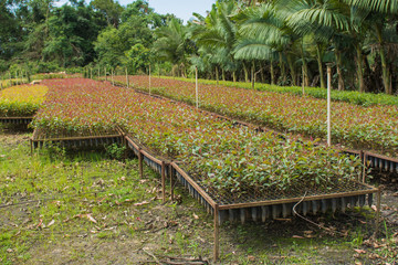 Eucalyptus seedlings ready for planting in reforestation