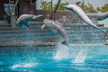 Fototapeta premium Riccione , Włochy - 18 maja 2018: Delfiny w Oltremare Family Experience Park w słoneczny dzień