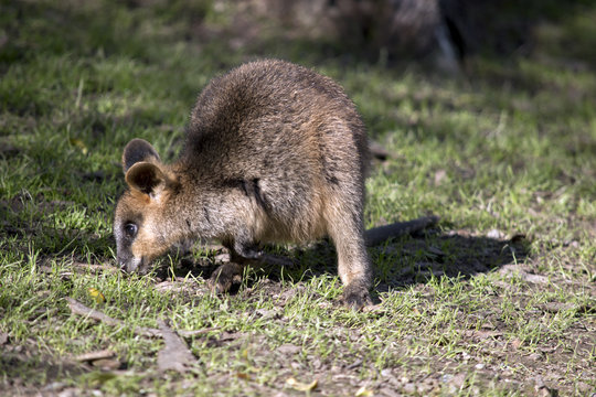 a swamp wallaby joey