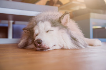 Siberian Husky, sleepy dog and lovely pet © graphixchon