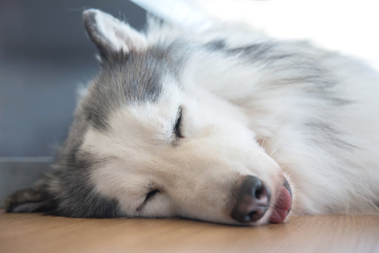 Siberian Husky, sleepy dog and lovely pet