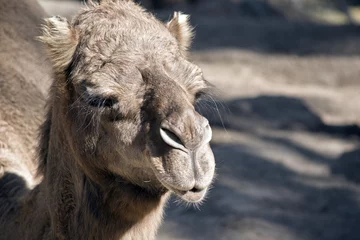 Runde Wanddeko Tieren Kamel
