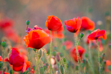 Beautiful field of red poppies in the sunset light