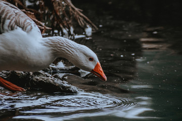 Cisne en la laguna