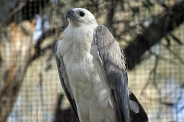 a sea eagle