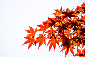 Acer palmatum, commonly known as palmate maple, Japanese maple or smooth Japanese-maple leaves on white background