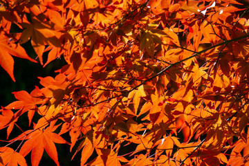 Acer palmatum, commonly known as palmate maple, Japanese maple or smooth Japanese-maple, is a species of woody plant native to Japan, China, Korea, eastern Mongolia, and southeast Russia.