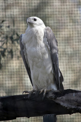 a sea eagle