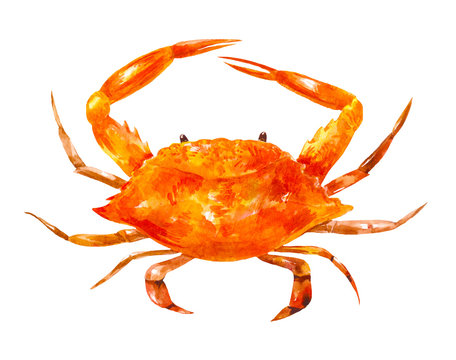 Big watercolor drawing of crab