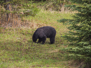 Wild Black Bear family in Jasper National Park Alberta Canada