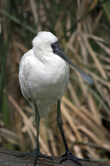 a royal spoonbill