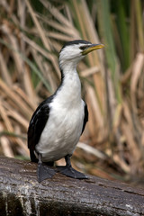 pied cormorant