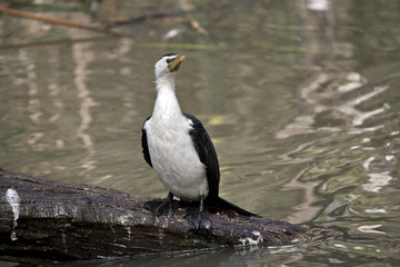 pied cormorant