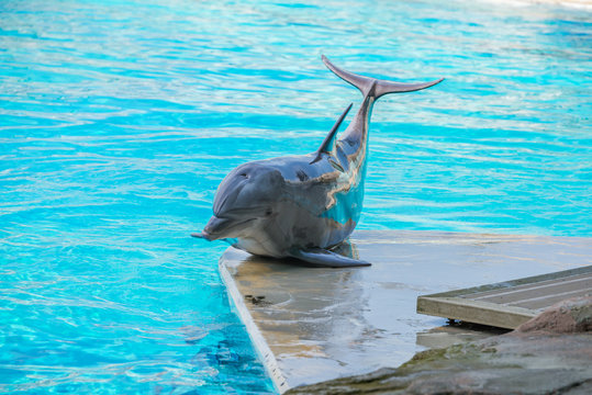 Riccione , Włochy - 18 maja 2018: Delfin w Oltremare Family Experience Park w słoneczny dzień