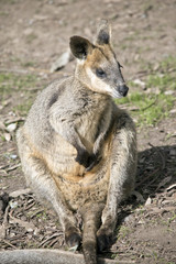a swamp wallaby