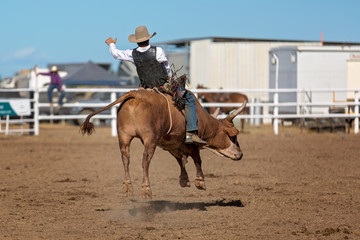Cowboy Riding Bull At A Country Rodeo